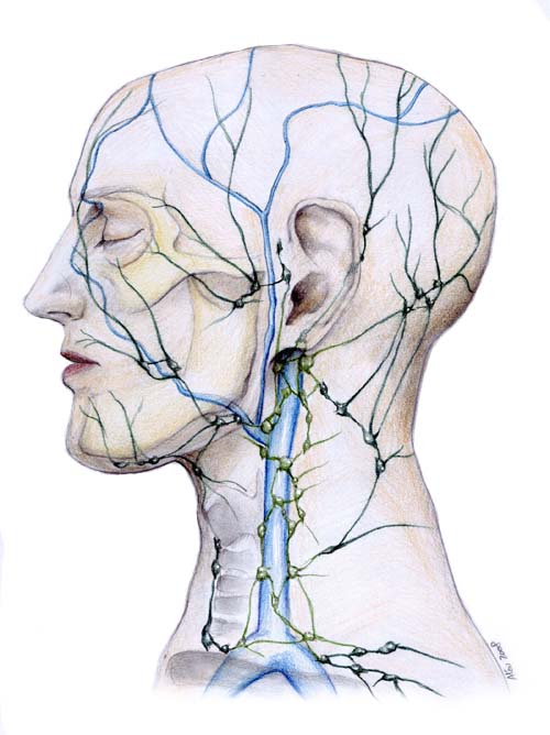 Lymphatic_System_of_Face_by_aljas